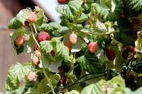 Risarp Dessert